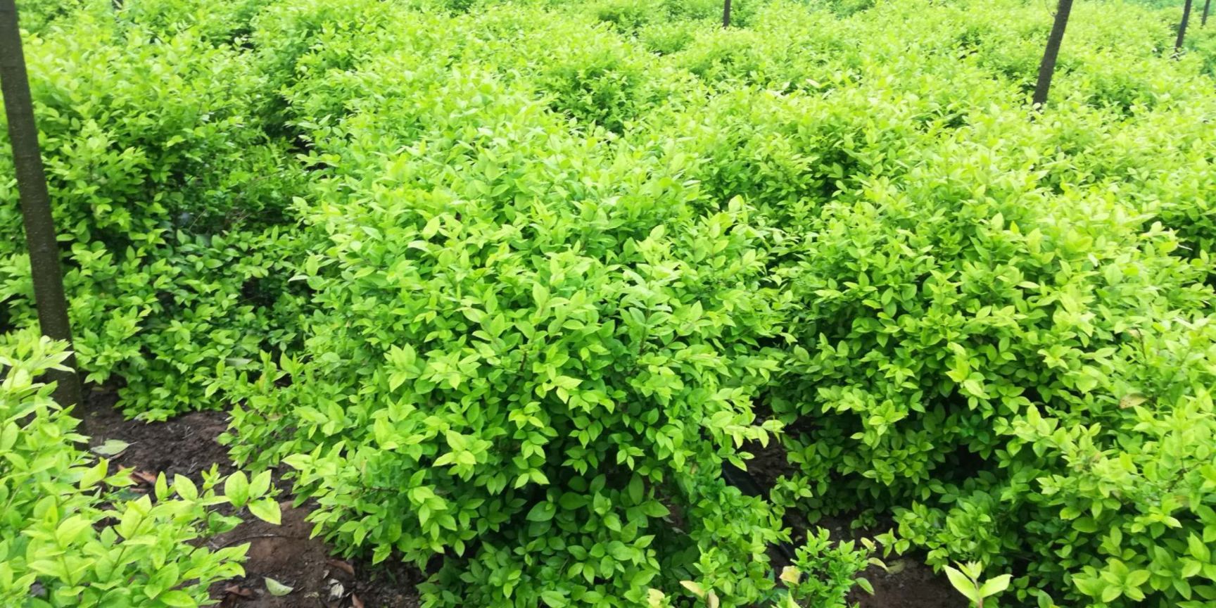 金叶女贞苗 常年出售金叶女贞球