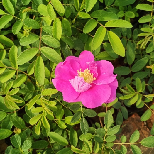  冷香玫瑰杯苗
