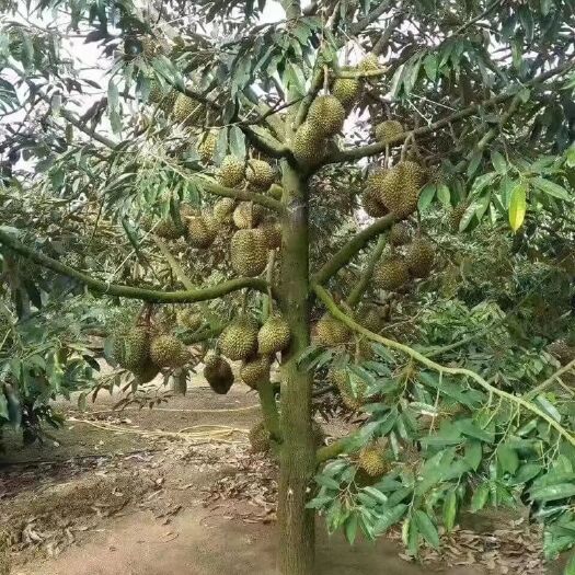 灵山县金枕榴莲苗 南方水果榴莲蜜庭院种植苗木榴莲蜜果树苗嫁接果树苗榴莲蜜苗