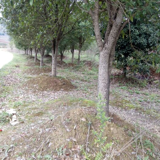 崇阳县 桂花树