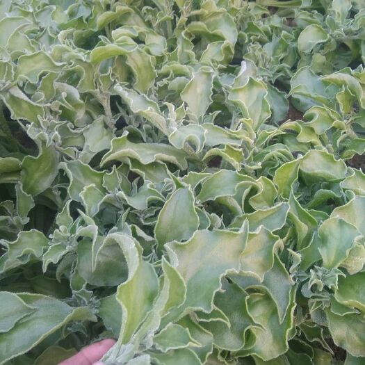 淄博非洲冰草 无公害