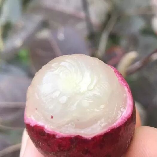 灵山县 泰国新引进红皮龙眼树苗嫁接红皮龙眼苗四季结果南北方种植龙眼苗