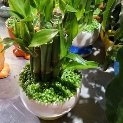 昆明满天星盆景 好花盆景批发