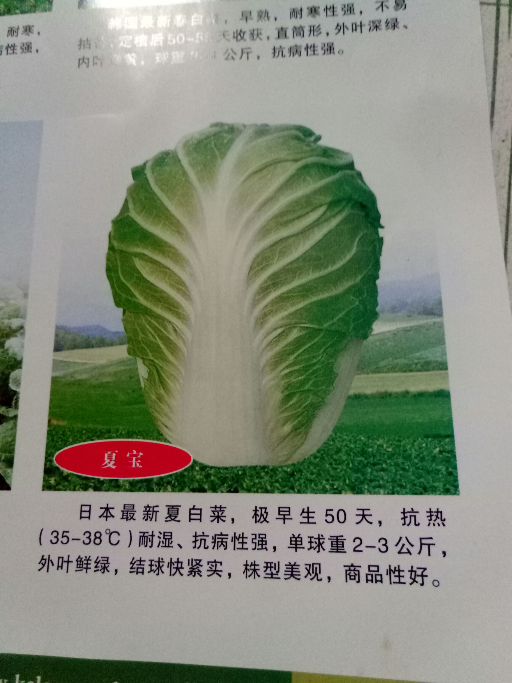 夏阳白菜种子 大田用种 97%