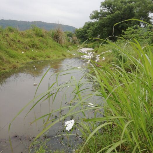 铅山县 河边散养鹅