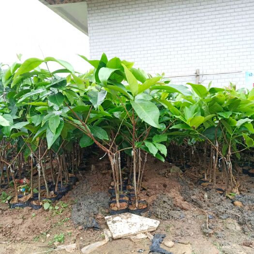 灵山县大叶红莲雾苗 大叶红莲雾杯苗