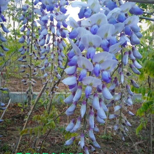 临沂 日本多花紫藤，长花穗紫藤