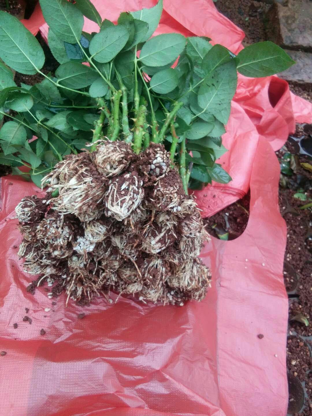 月季苗  玫瑰种苗月季花苗大花月季四季开花基地直销