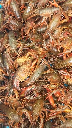 涟水县中国小龙虾 2-4钱 人工养殖