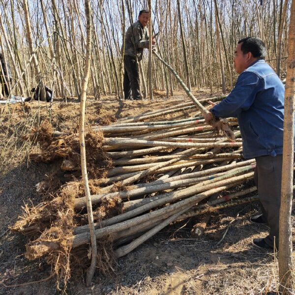 国槐 老式，二级货，山西苗圃直发裸根