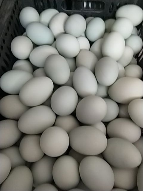 铁岭农家咸鸭蛋 保油不咸 好吃  现货每天煮  批发   散装