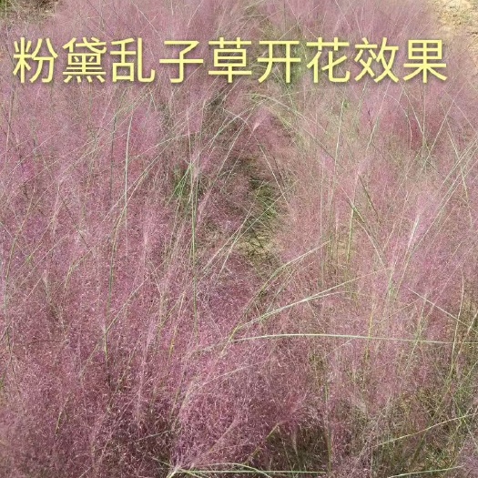 青州市粉黛乱子草 一代网红草，给你粉红色的回忆
