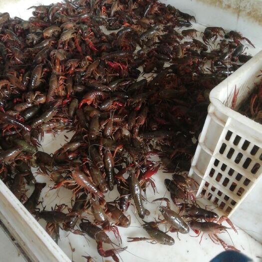 潜江市潜江小龙虾 2-4钱 稻田虾