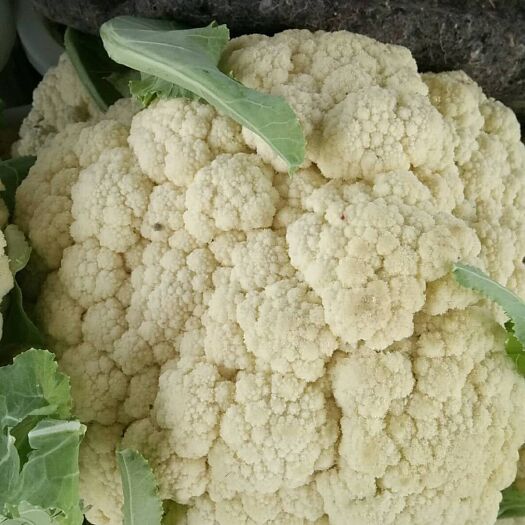 沂水县白面青梗松花菜 有机菜花
