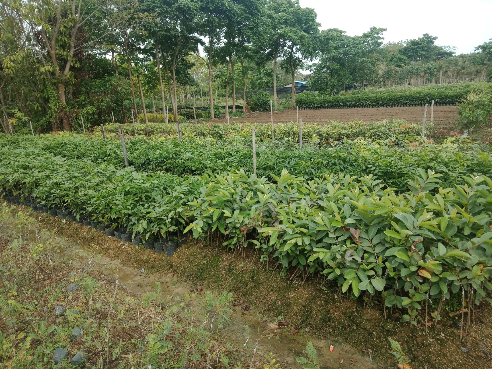 枇杷芒果苗  各种果苗出售，都是嫁接好品质的