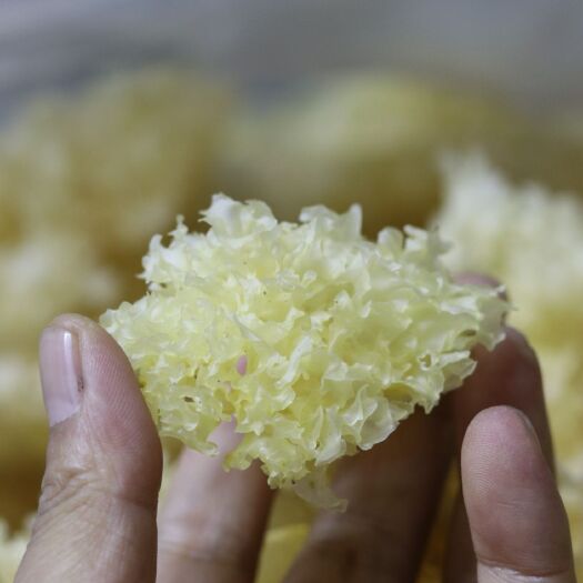 通江县 特级银耳通江椴木银耳野生银耳雪耳白木耳可一件代发，一斤起批