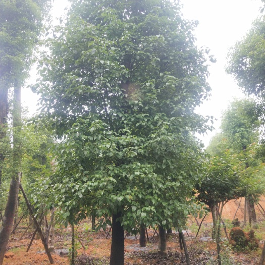 眉山小叶樟
