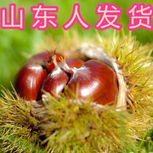 平邑县魁栗板栗苗 正宗油板栗苗