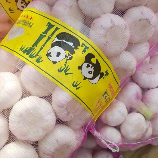 郯城县 优质大蒜洋葱刚上市