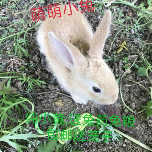 新沂市猫猫兔 萌萌小兔