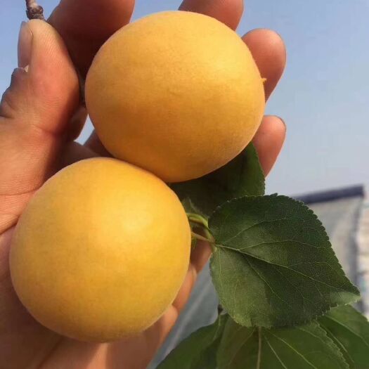 大荔县金太阳杏大量上市