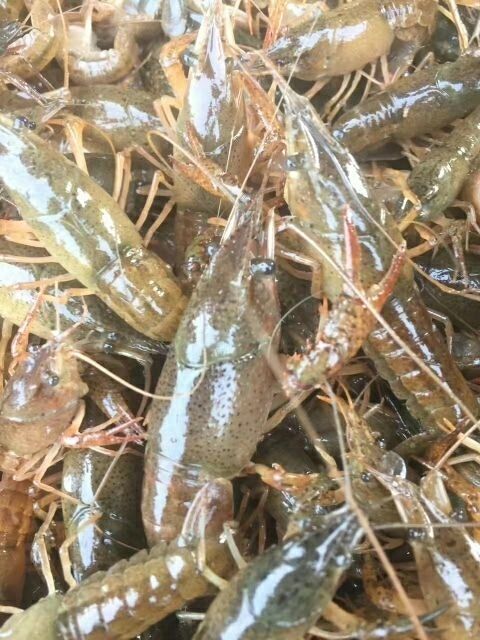 重庆市 小龙虾 活虾 2-4钱 主营