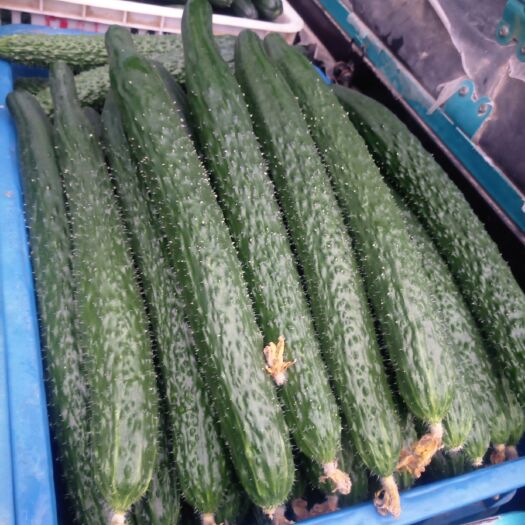 莘县嫁接黄瓜 量大，价优