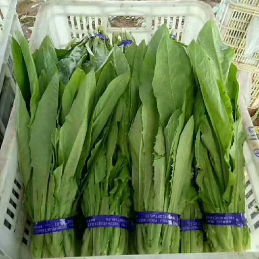 曹县小青菜 精品上海青叶菜