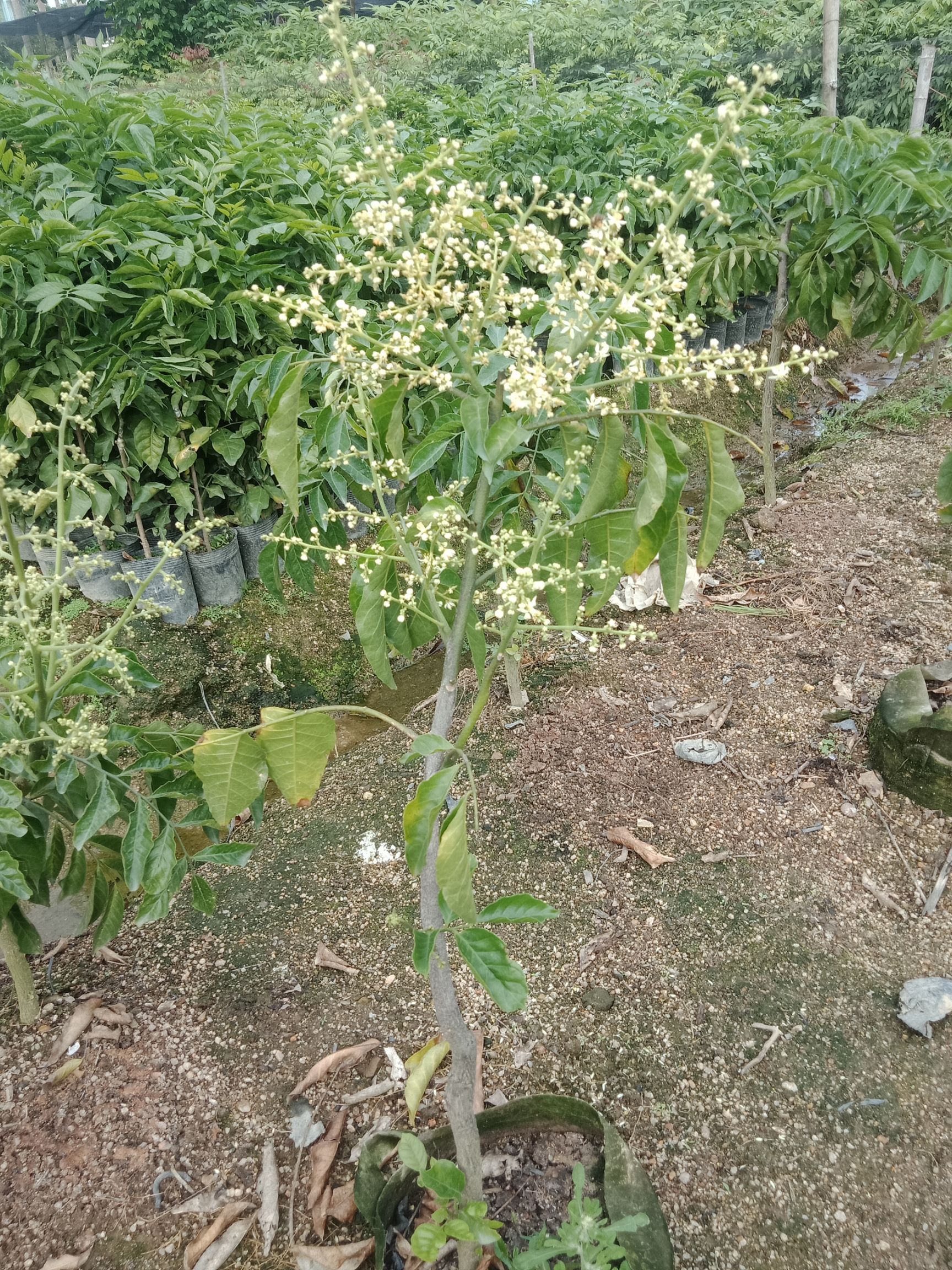 枇杷芒果苗  各种果苗出售，都是嫁接好品质的