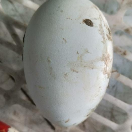 辽阳县鲜鹅蛋 食用 箱装