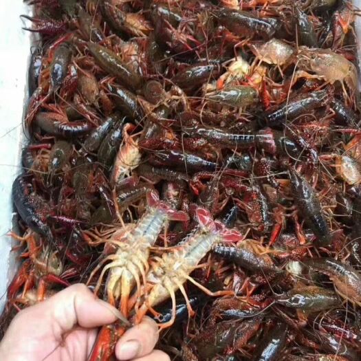 潜江市潜江小龙虾 潜江清水龙虾，自家养殖场    包邮