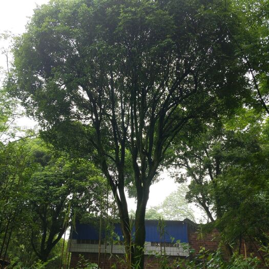 50公分桂花树