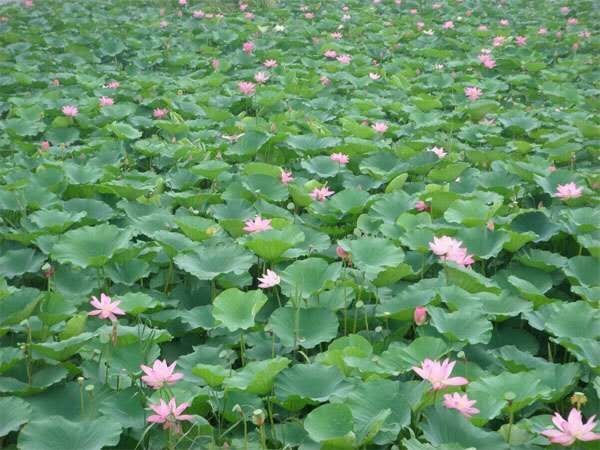  荷花种子批发报价/四川供应荷花种苗基地厂家价格便宜
