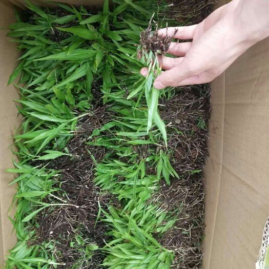 杭州白花白芨苗