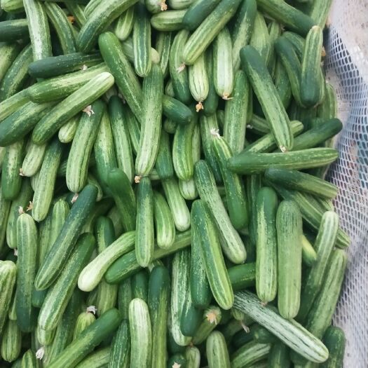 威远县黄瓜，精品黄瓜，小黄瓜，燕白黄瓜，大量上市