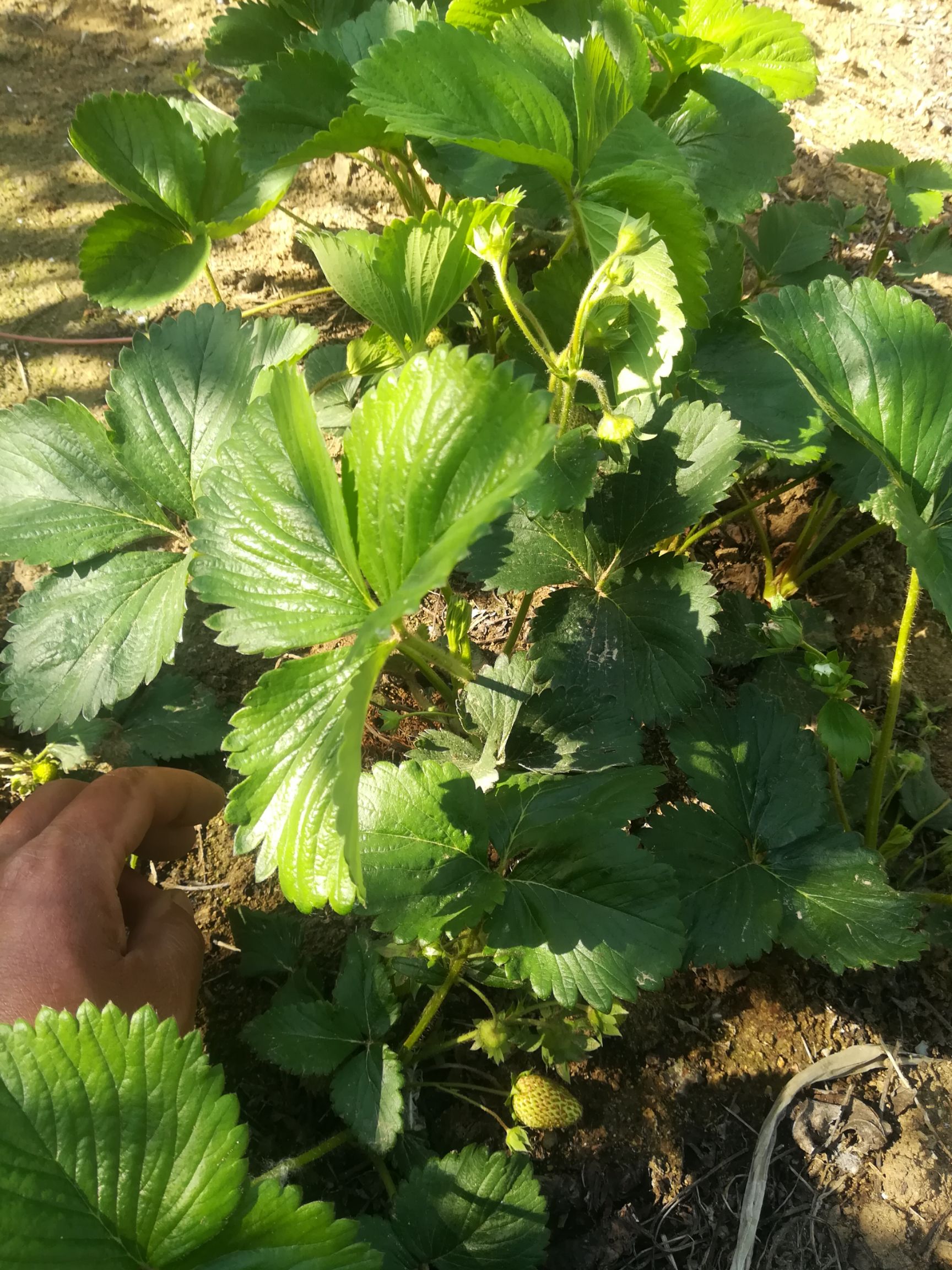 紅顏草莓苗 10~20公分 地栽苗