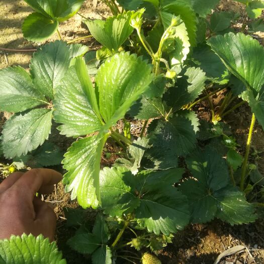 泰安红颜草莓苗 10~20公分 地栽苗