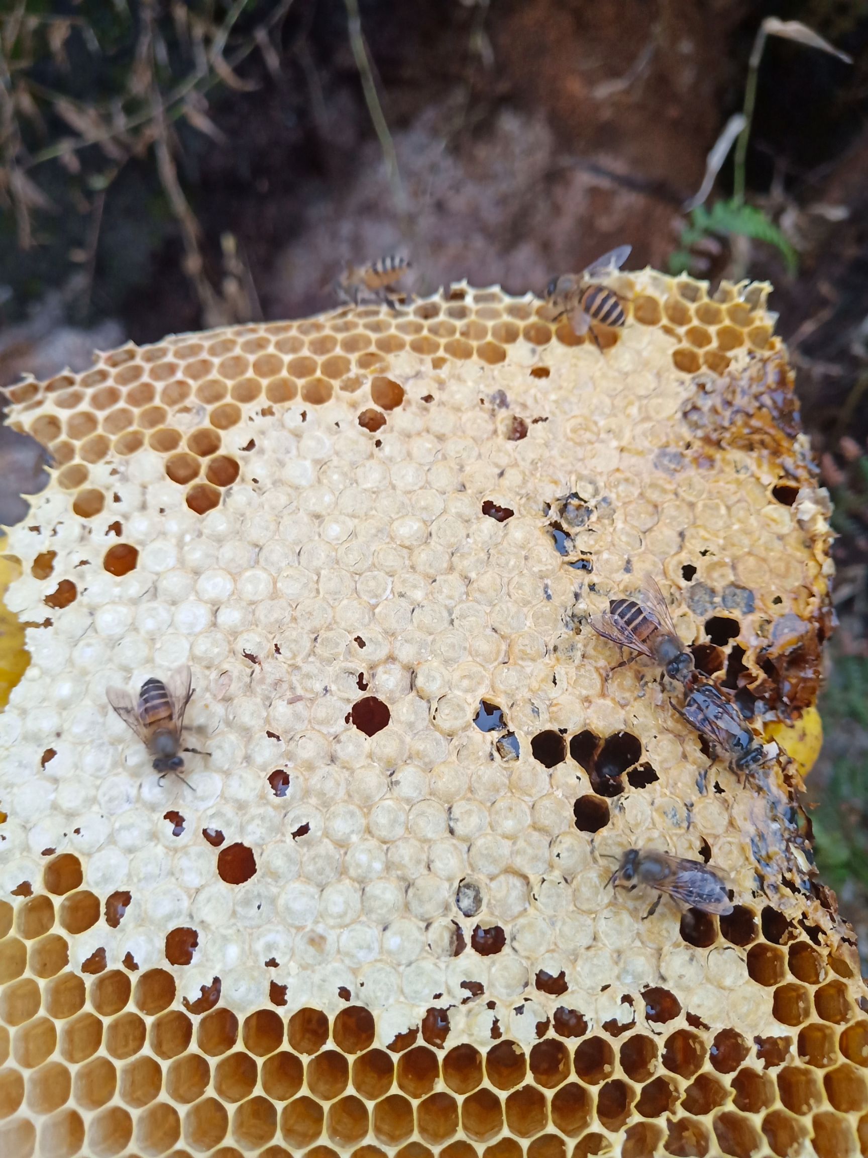 广西农家土蜂蜜 天然百花蜜 假一赔十