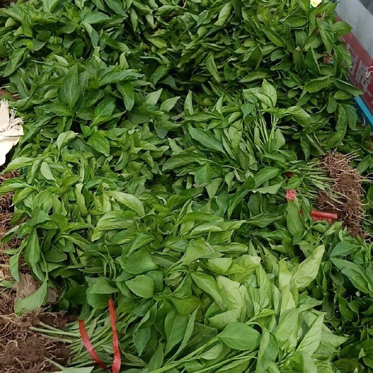 鸡泽县羊角椒苗 10～14片真叶