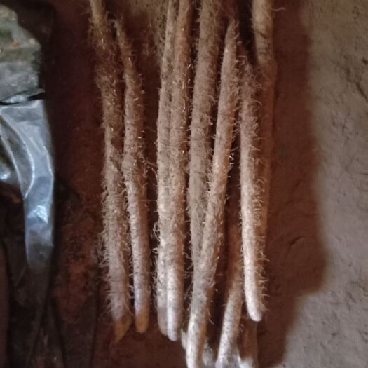 蠡县棒山药 含软捡内黄好大货
