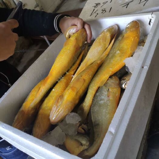 象山县小黄鱼 渔山海域生态深海黄鱼