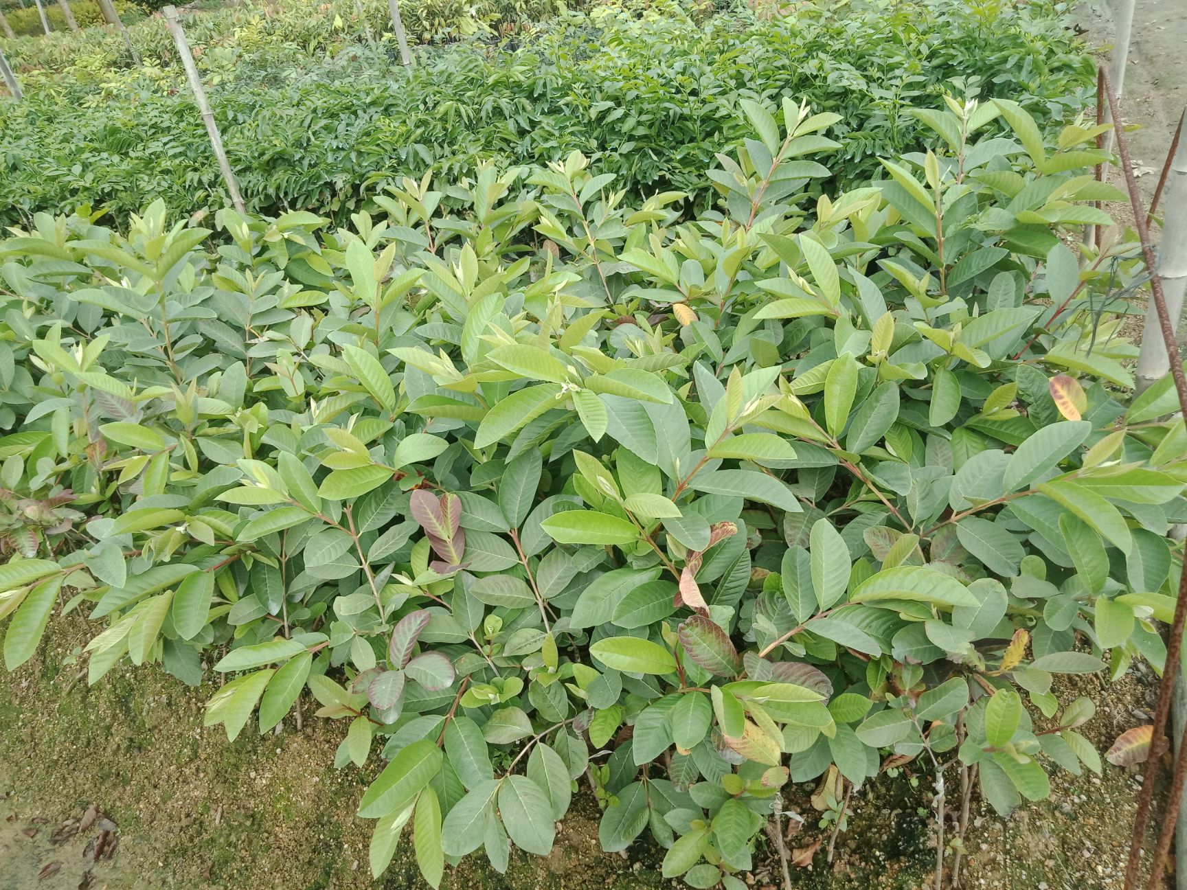 枇杷芒果苗  各种果苗出售，都是嫁接好品质的