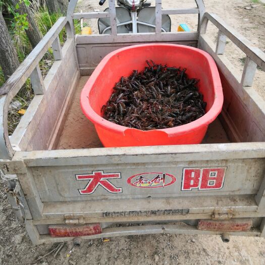 沭阳县龙虾苗 江苏钟仁淡水龙虾养殖基地