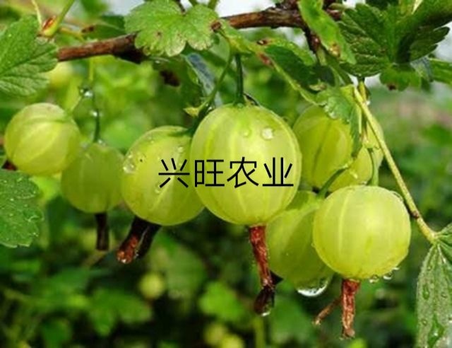 白山 坠玉灯笼果苗3年优质苗木基地批发供应优质大果抗寒型