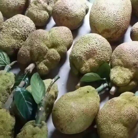 廉江市榴莲蜜 尖蜜拉 本地大树菠萝