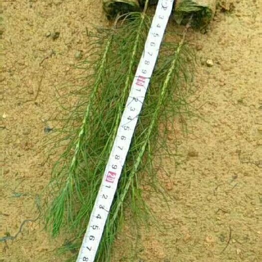 恩平市 大量湿地松苗出售，现货，欢迎下单