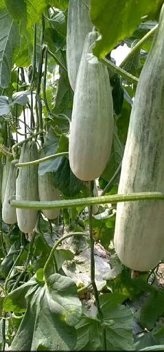  羊角蜜甜瓜