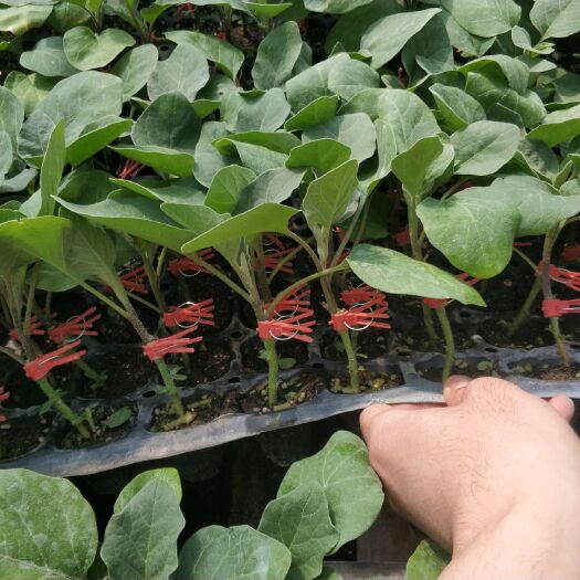 寿光市 嫁接茄子苗，嫁接线茄苗，嫁接长茄苗，嫁接园茄苗，茄子苗代育