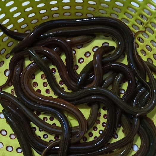 凤庆县黄鳝苗，华丰九号黄鳝苗，各种规格黄鳝苗，量大可以免费送货。