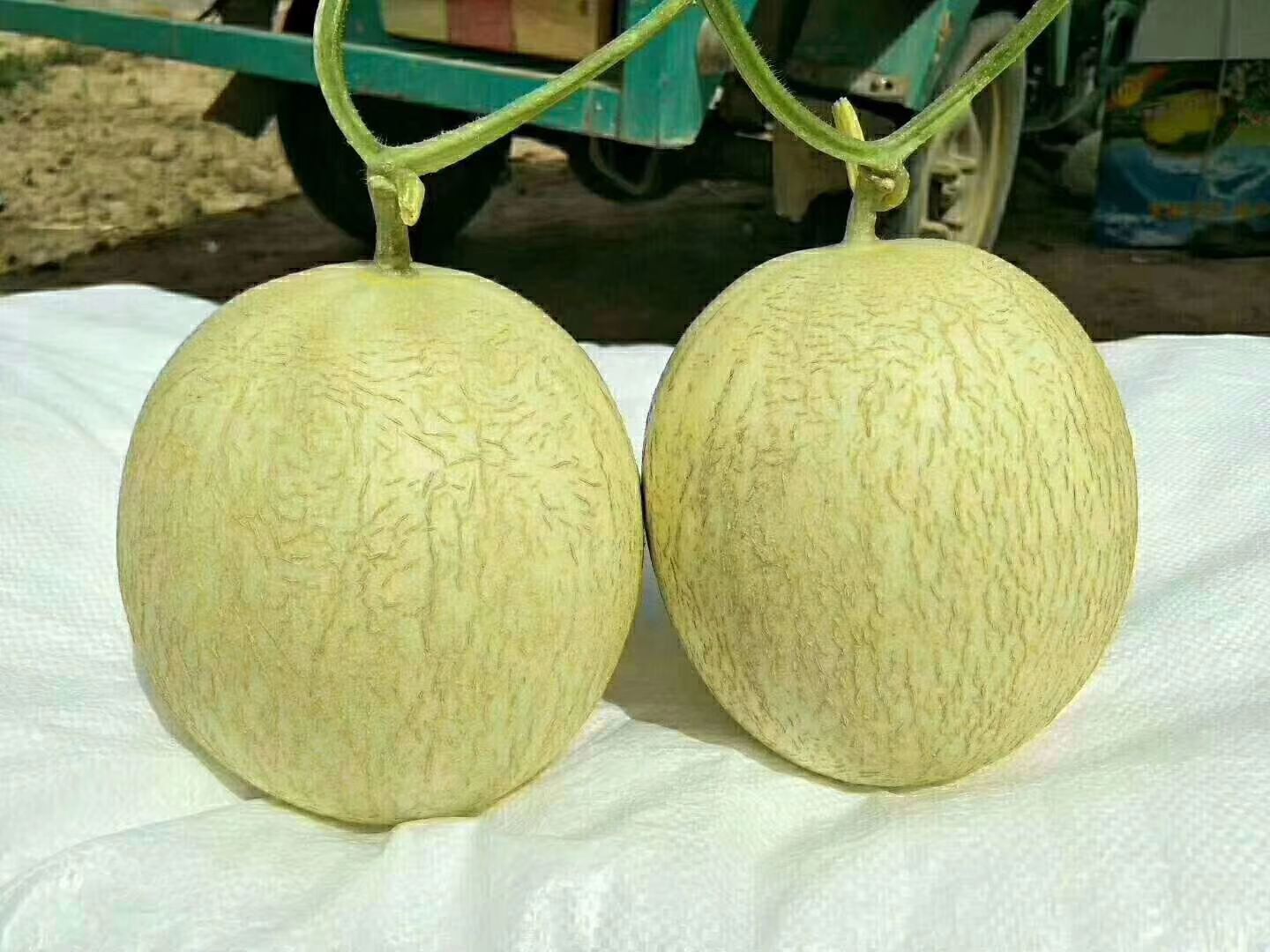  民勤蜜瓜，一件代发，全国包邮